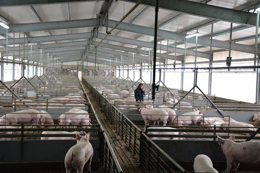 Frigoríficos locales ya negocian la venta de sus cerdos a China